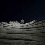 iOS 14.2 wallpaper Desert Tree Dark Mode