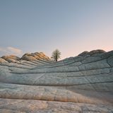 iOS 14.2 wallpaper Desert Tree Light Mode